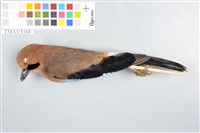 藏品(松鴉)的圖片